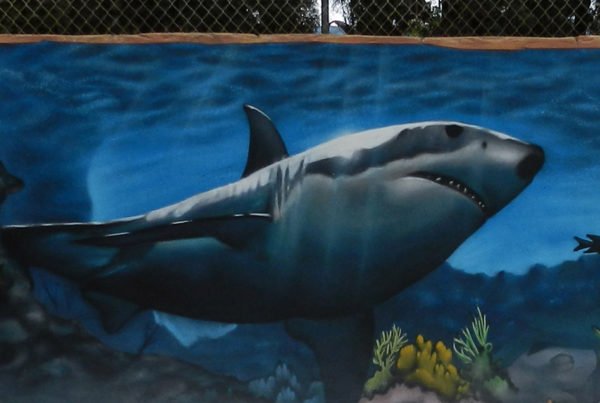 Graffiti mural de tiburón en piscina