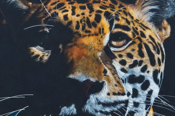 Graffiti-detalle-de-jaguar Detalle de graffiti de jaguar