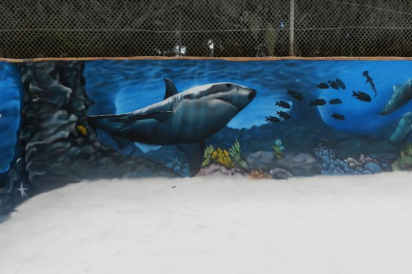 Tiburon-graffiti Graffiti de tiburón